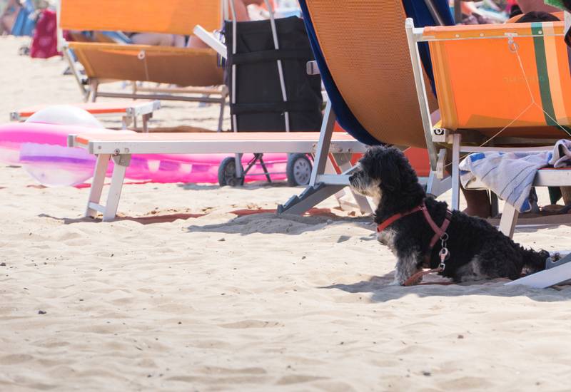 Lino delle fate pet friendly